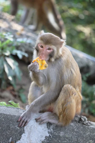 Monkey in Kam Shan Country Park, Kowloon, Hong Kong