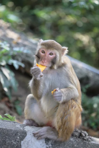 Monkey in Kam Shan Country Park, Kowloon, Hong Kong