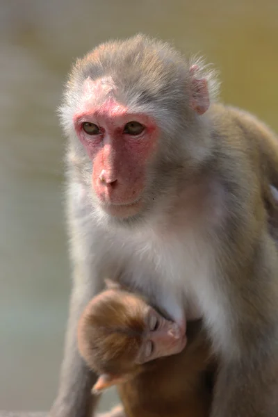 Monkey in Kam Shan Country Park, Kowloon, Hong Kong