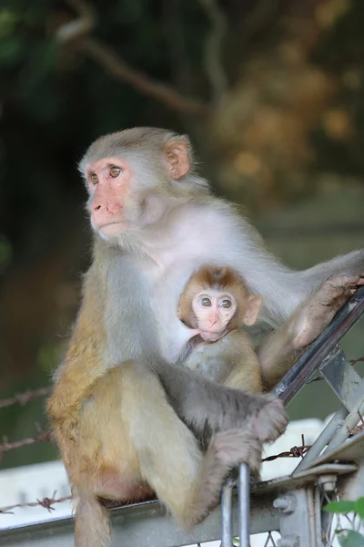 Monkey in Kam Shan Country Park, Kowloon, Hong Kong