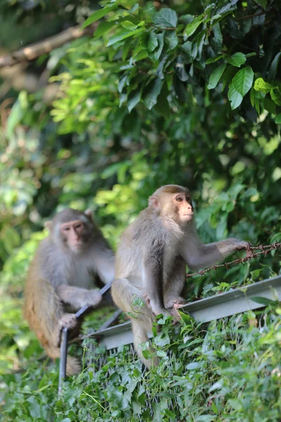 Monkey in Kam Shan Country Park, Kowloon, Hong Kong