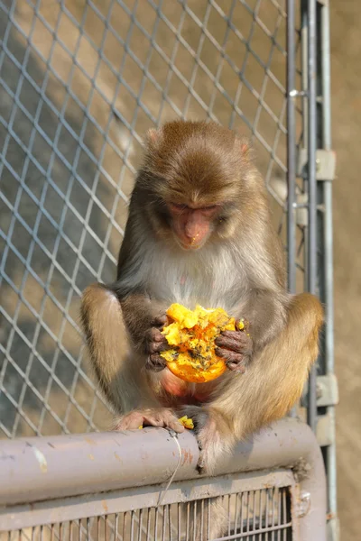 Monkey in Kam Shan Country Park, Kowloon, Hong Kong