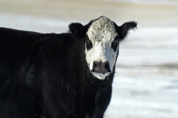 Black Cow with White Face