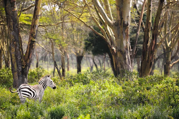 Zebra - Hell\'s Gate National Park - Kenya