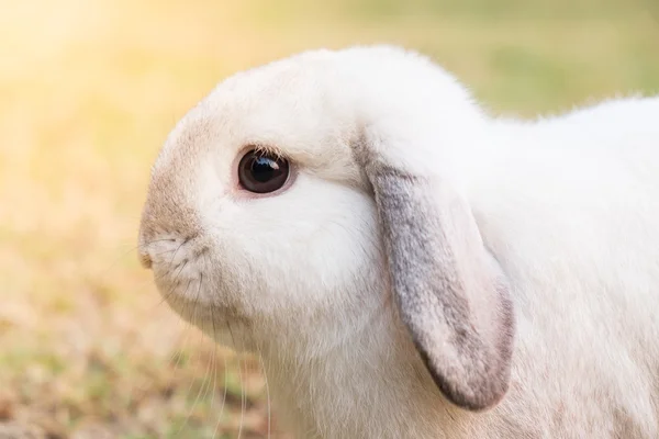 Close up white rabbit in grass