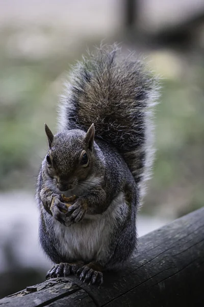 Ritratto di scoiattolo con cibo in bocca