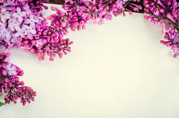 Beautiful lilac on a white background