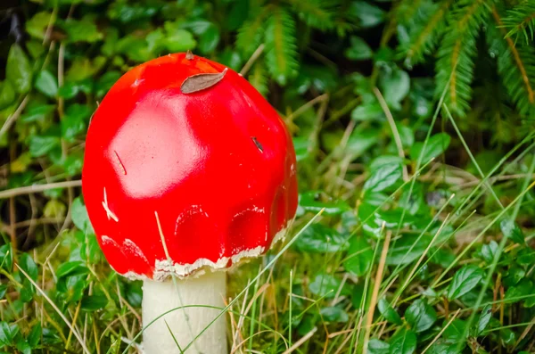 Little fly-agaric in forest close-up