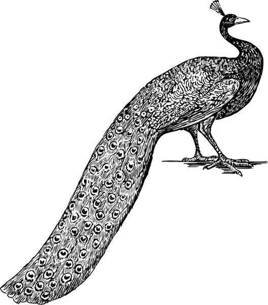 Sketch of peacock