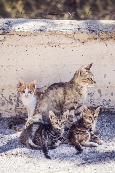 Cat with three young lovely cats