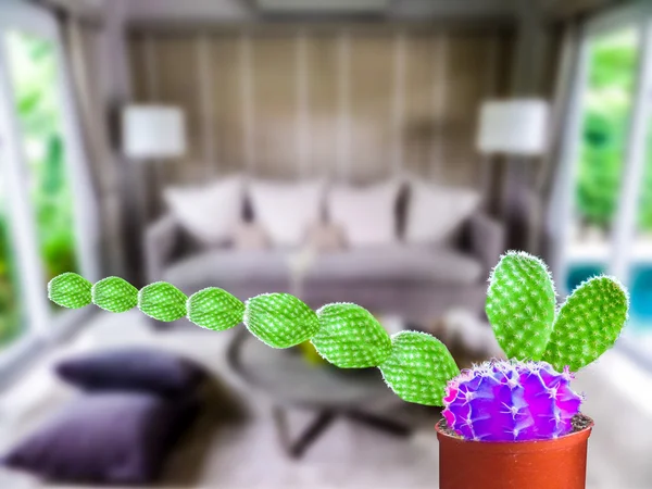 Green cactus long hand purple ball living room background