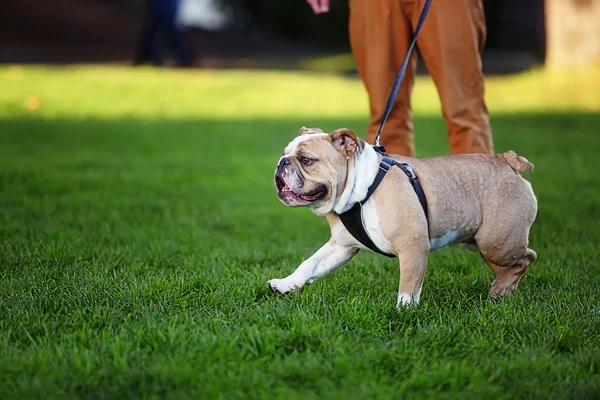 Male bulldog runs on a leash on green grass