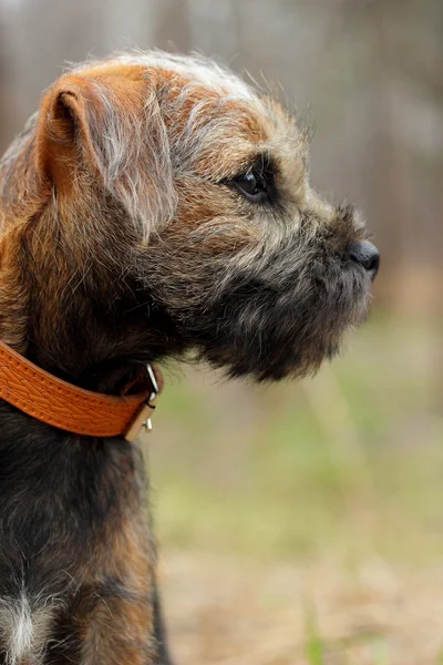 Hunting dog young border terrier in the awtomn forest