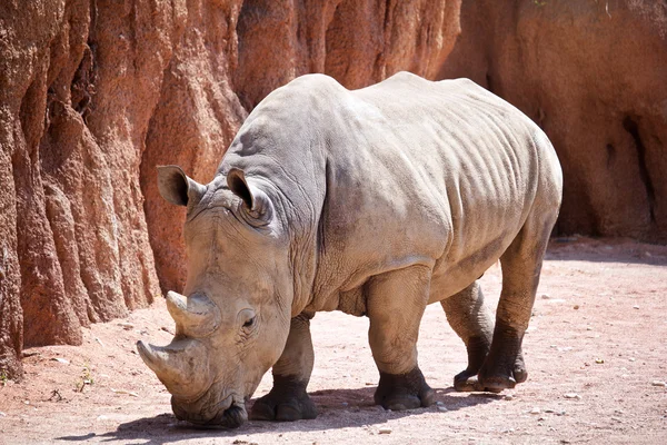 White rhino in search of food