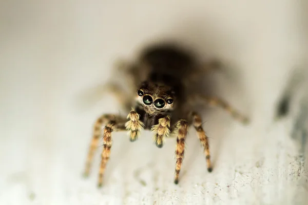 Super-macro shot of jumping spider
