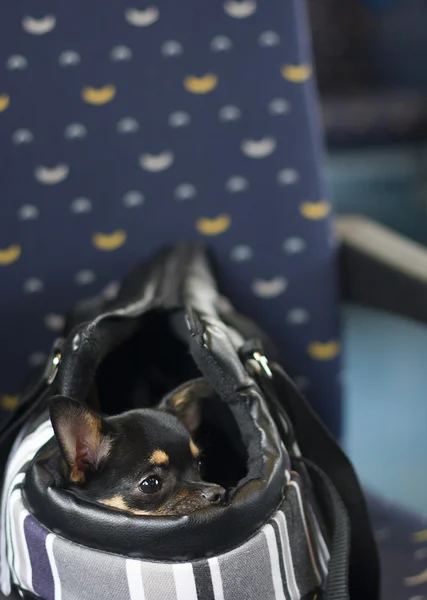 Dog in bag and watching in the train