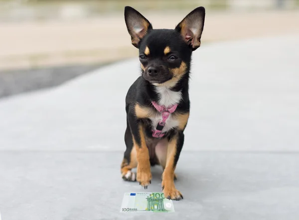 Dog has found money