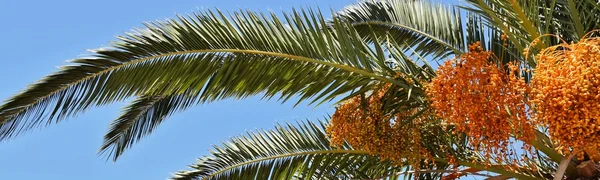 Date Palm Tree