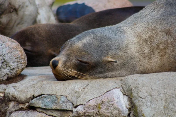 Seals sleeping on