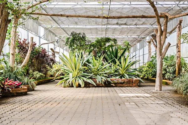 Interior of greenhouse garden