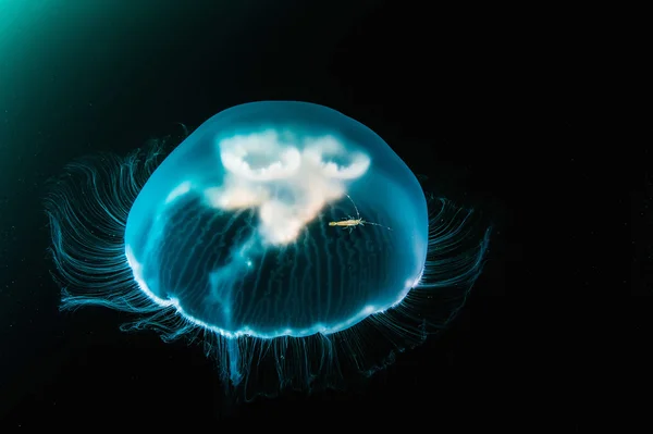 Jellyfish in deep sea.