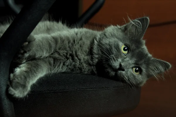 Grey cat on chair