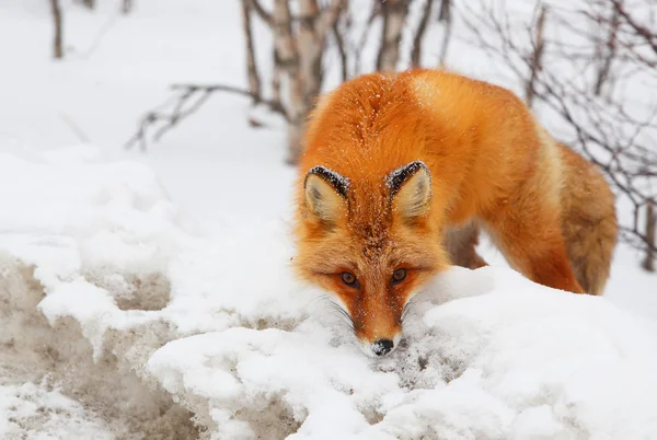 Closeup of red fox en face