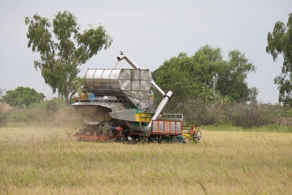 Rice harvest in field