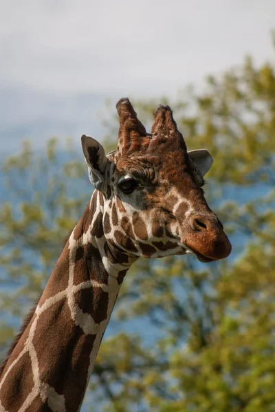 Proud beautiful giraffe