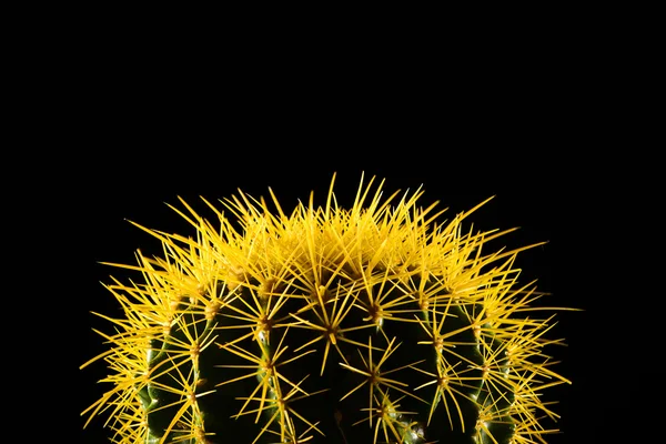 Round cactus top closeup on black