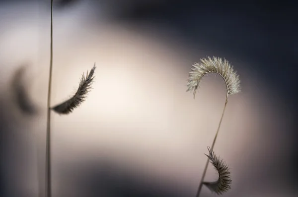 Desert plant, Utah, USA