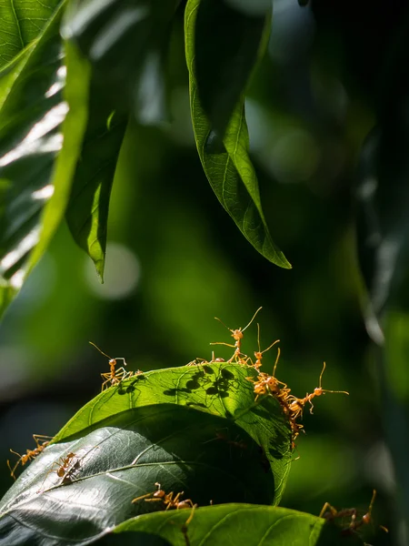 Red ant and  green leaf.