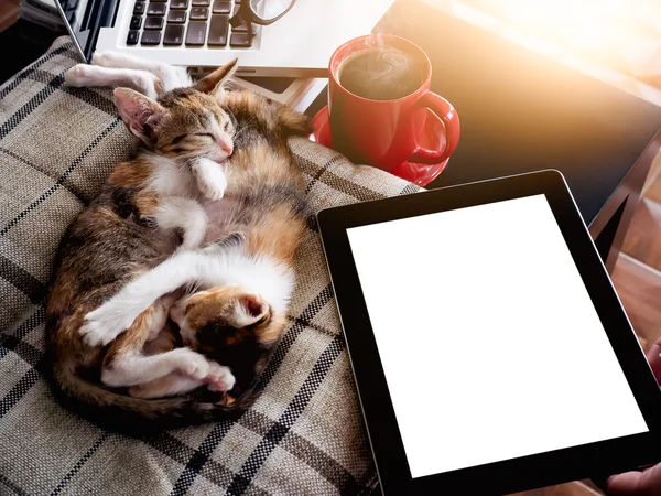 Soft image sleeping baby cats and red cup coffee with  laptop an
