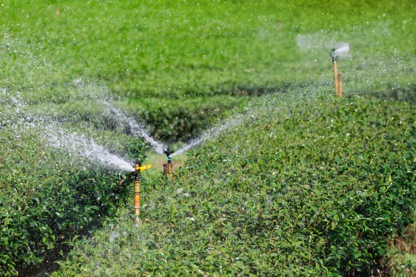 Garden Sprinkler Watering Tea Plantation.