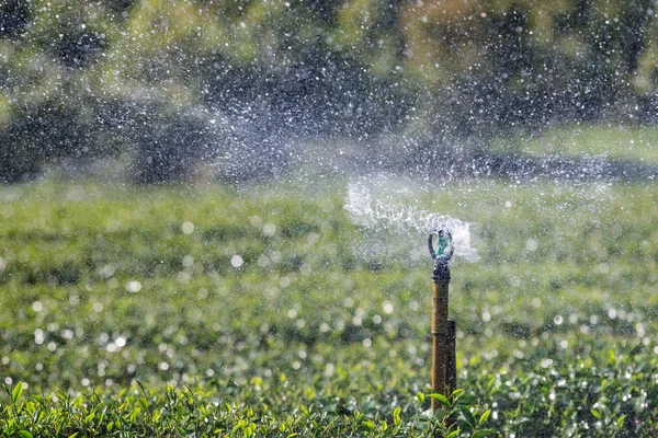 Garden Sprinkler Watering Tea Plantation.