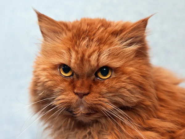 Feline animal pet british domestic cat looking eye