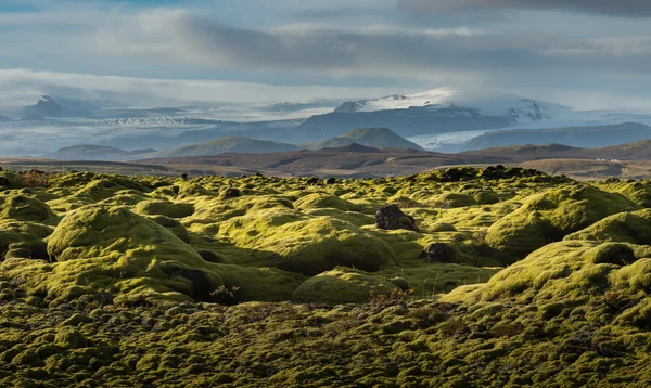 Grindavik Lava field at Iceland that cover by green moss snow mountain background in Autumn season