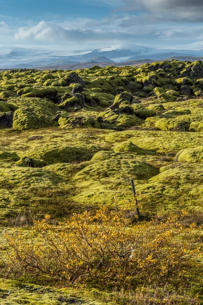 Grindavik Lava field at Iceland that cover by green moss with yellow plant foreground and snow mountain background in Autumn season