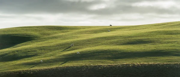 Green curve field with crowd of sheep when touch the light in cloudy day