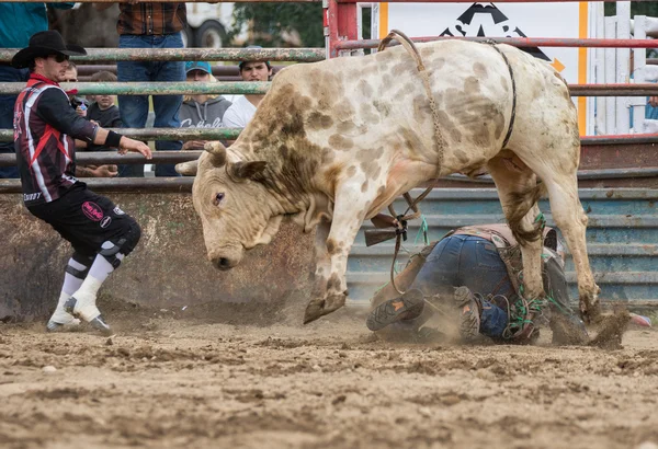 Rodeo in Northern  California