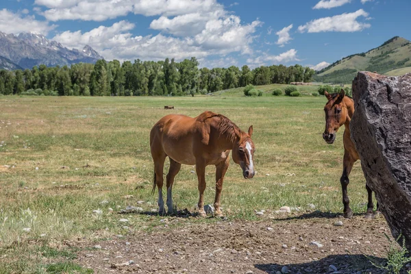 Jackson Hole Horses