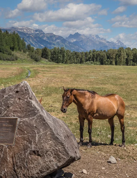 Horses In Wyoming