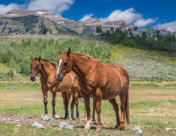 Horses in Wyoming
