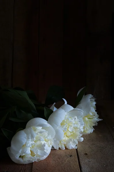 White peonies on a dark wooden background