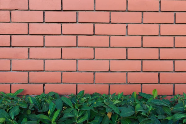 Brick wall with plant in the bottom. Pattern of green plant wall texture and background.