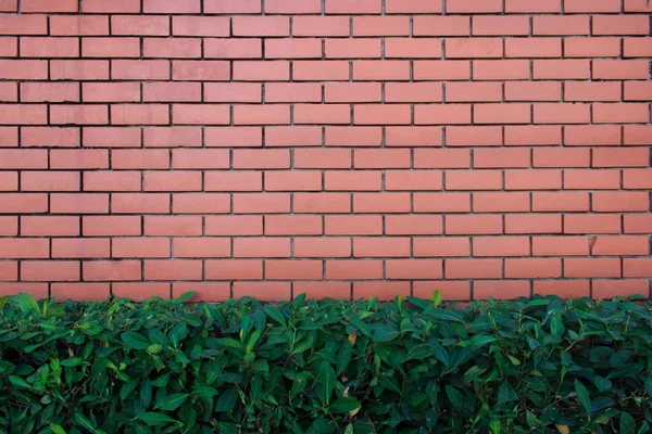 Brick wall with plant in the bottom. Pattern of green plant wall texture and background.