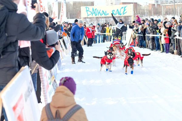 Baikal Race sled dog races