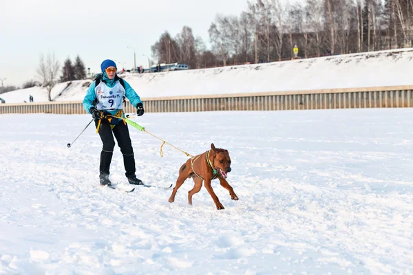 Baikal Race sled dog races