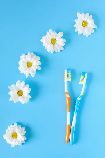 Two toothbrushes and chamomile flowers on a blue background. The concept of natural cosmetics. Healthy lifestyle. You and me. View from above.