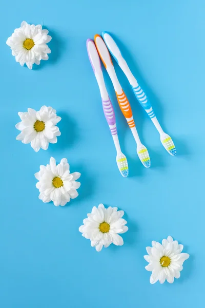Three toothbrushes and chamomile flowers on a blue background. The concept of natural cosmetics. You and me. Healthy lifestyle. View from above.